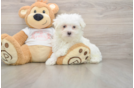 Friendly Maltese Purebred Pup