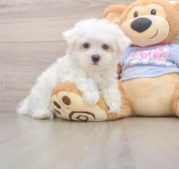 7 week old Maltese Puppy For Sale - Puppy Love PR