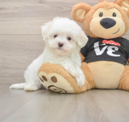 7 week old Maltese Puppy For Sale - Puppy Love PR