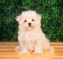 10 week old Maltese Puppy For Sale - Puppy Love PR