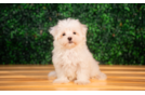 Cute Maltese Purebred Puppy