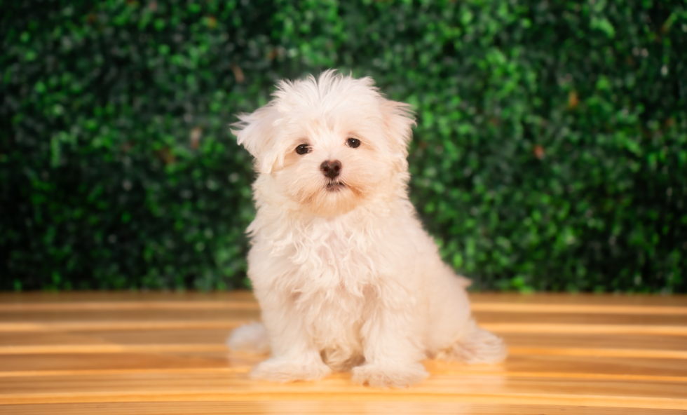 Cute Maltese Purebred Puppy