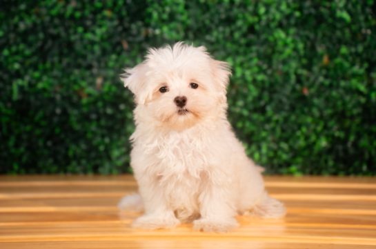 Cute Maltese Purebred Puppy