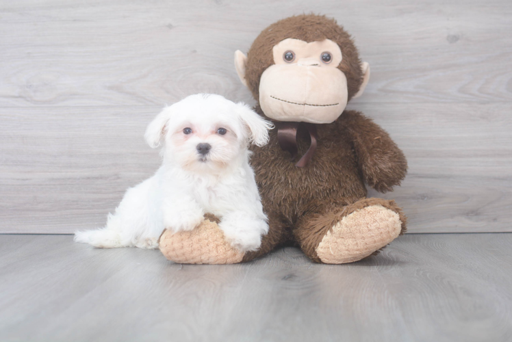 Meet Casper - our Maltese Puppy Photo 1/2 - Puppy Love PR Friendly Maltese Baby