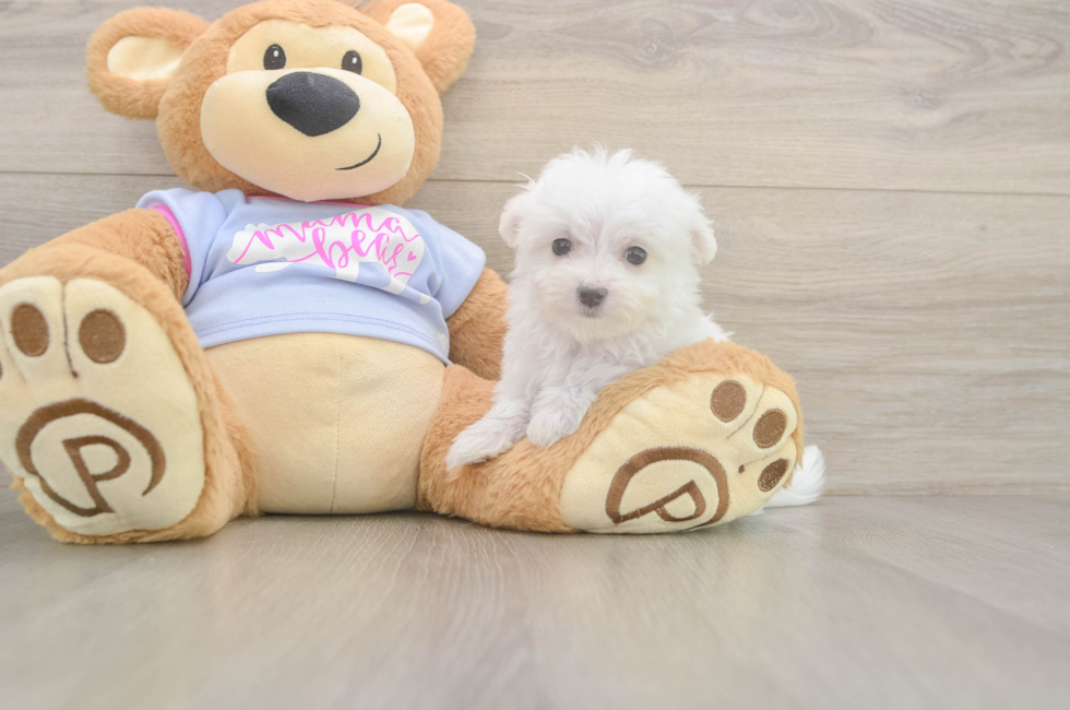 8 week old Maltese Puppy For Sale - Puppy Love PR