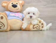 8 week old Maltese Puppy For Sale - Puppy Love PR