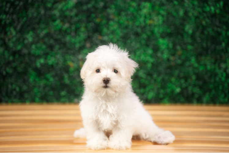 Cute Maltese Purebred Pup