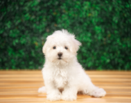 10 week old Maltese Puppy For Sale - Puppy Love PR
