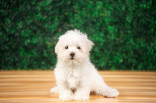 Cute Maltese Purebred Pup