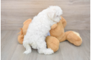 Friendly Maltese Purebred Pup