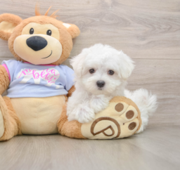 7 week old Maltese Puppy For Sale - Puppy Love PR