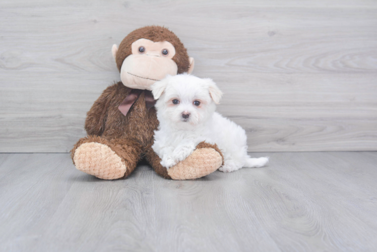 Meet Cinderella - our Maltese Puppy Photo 1/2 - Puppy Love PR Cute Maltese Baby