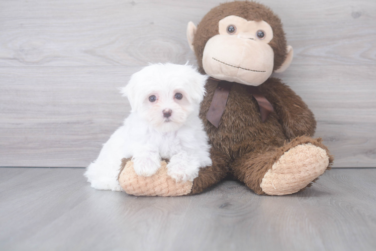 Meet Cleo - our Maltese Puppy Photo 1/2 - Puppy Love PR Best Maltese Baby