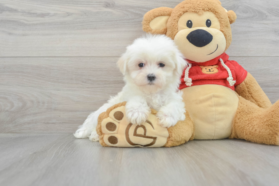 Maltese Puppy for Adoption