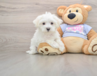 8 week old Maltese Puppy For Sale - Puppy Love PR
