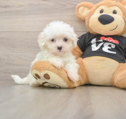 7 week old Maltese Puppy For Sale - Puppy Love PR
