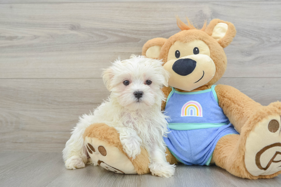 Best Maltese Baby