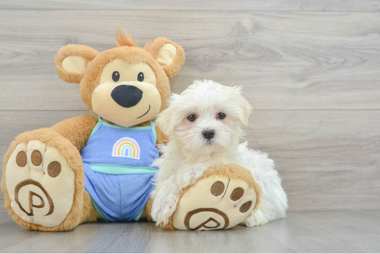 Maltese Puppy for Adoption