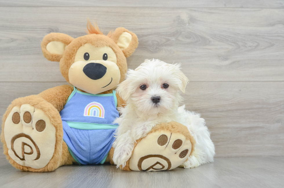 9 week old Maltese Puppy For Sale - Puppy Love PR