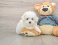 8 week old Maltese Puppy For Sale - Puppy Love PR