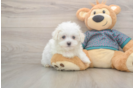 Sweet Maltese Purebred Puppy