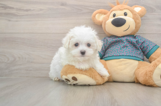 Sweet Maltese Purebred Puppy