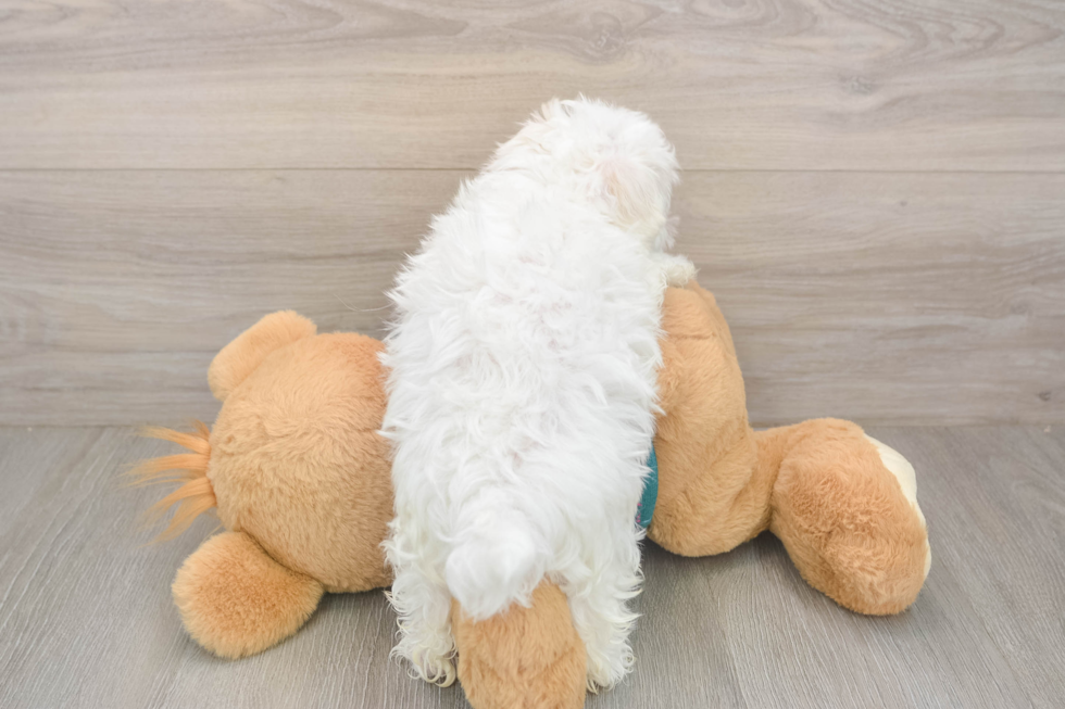 Maltese Pup Being Cute
