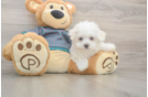 Maltese Pup Being Cute