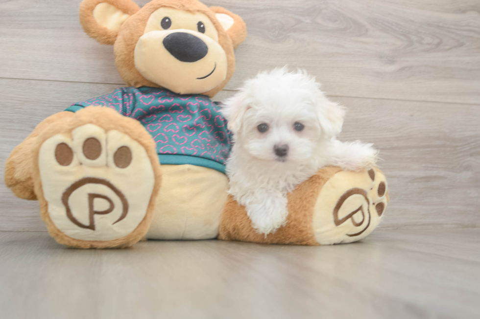 Maltese Pup Being Cute