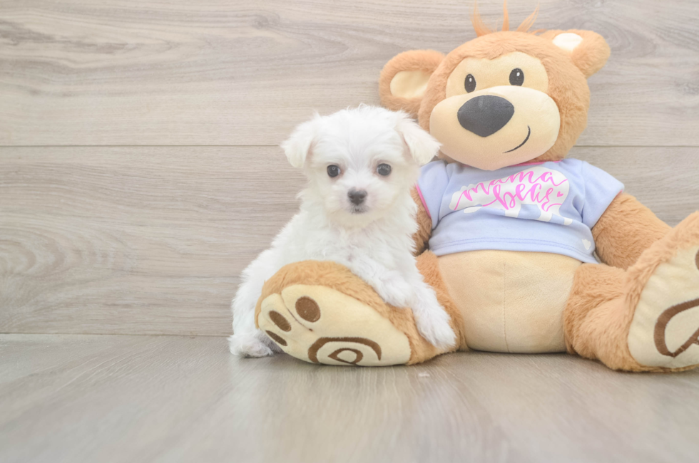 8 week old Maltese Puppy For Sale - Puppy Love PR