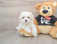 8 week old Maltese Puppy For Sale - Puppy Love PR