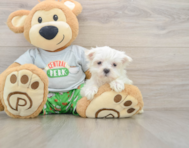 7 week old Maltese Puppy For Sale - Puppy Love PR