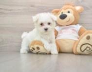 7 week old Maltese Puppy For Sale - Puppy Love PR