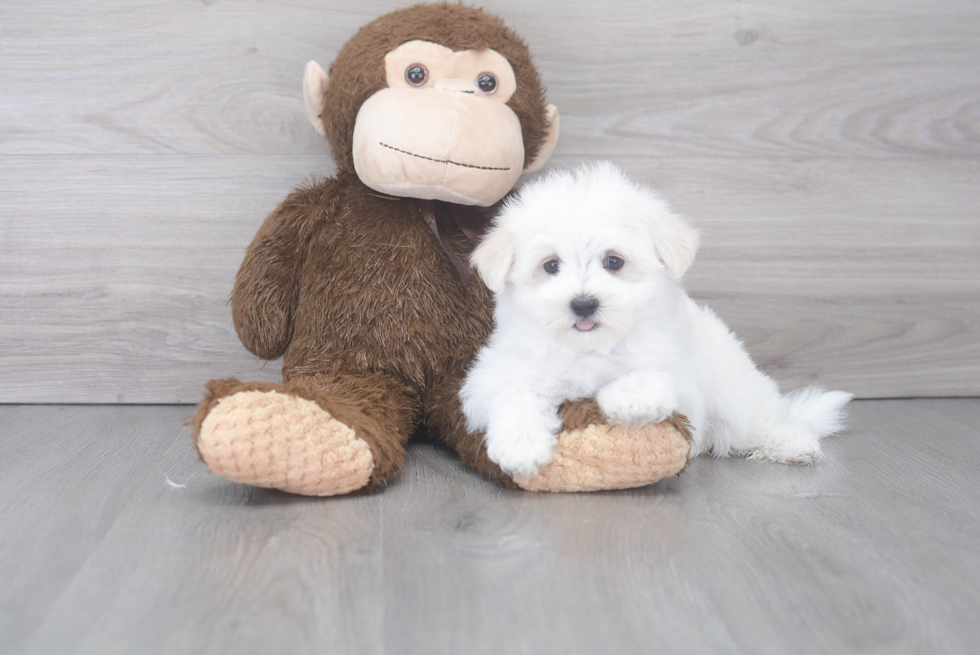 Energetic Maltese Purebred Puppy