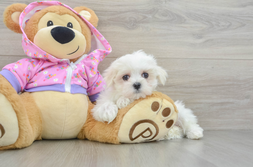 8 week old Maltese Puppy For Sale - Puppy Love PR