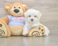 7 week old Maltese Puppy For Sale - Puppy Love PR