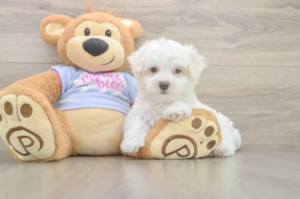 7 week old Maltese Puppy For Sale - Puppy Love PR
