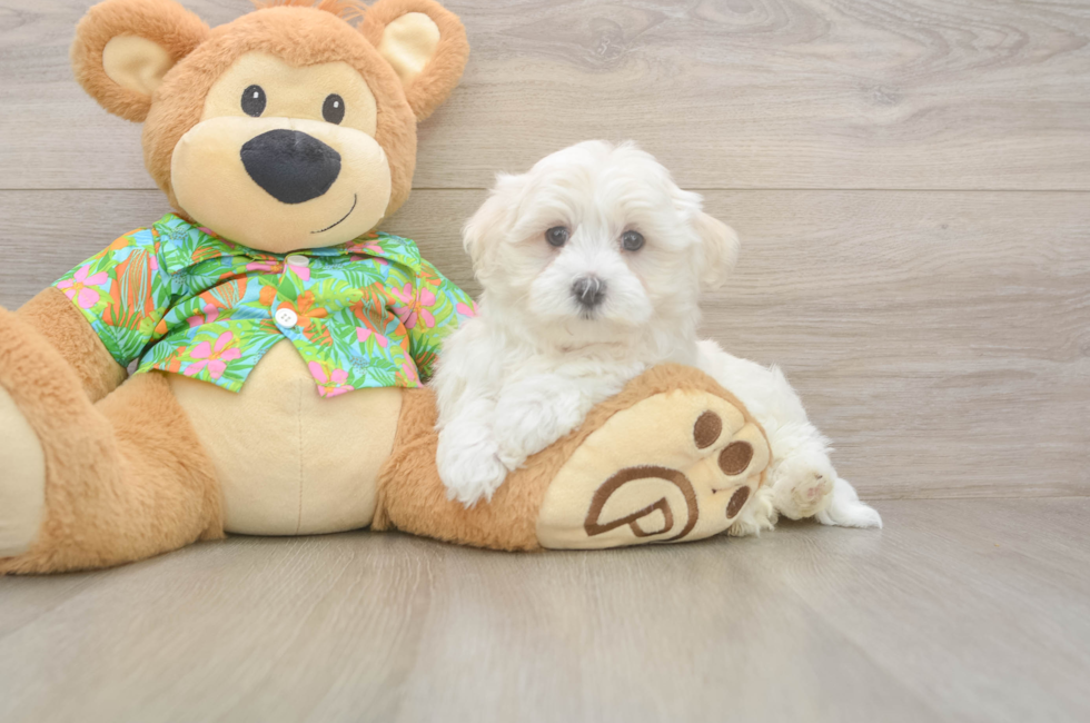 7 week old Maltese Puppy For Sale - Puppy Love PR