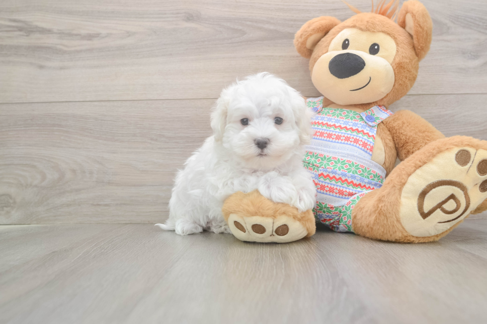 Friendly Maltese Purebred Pup