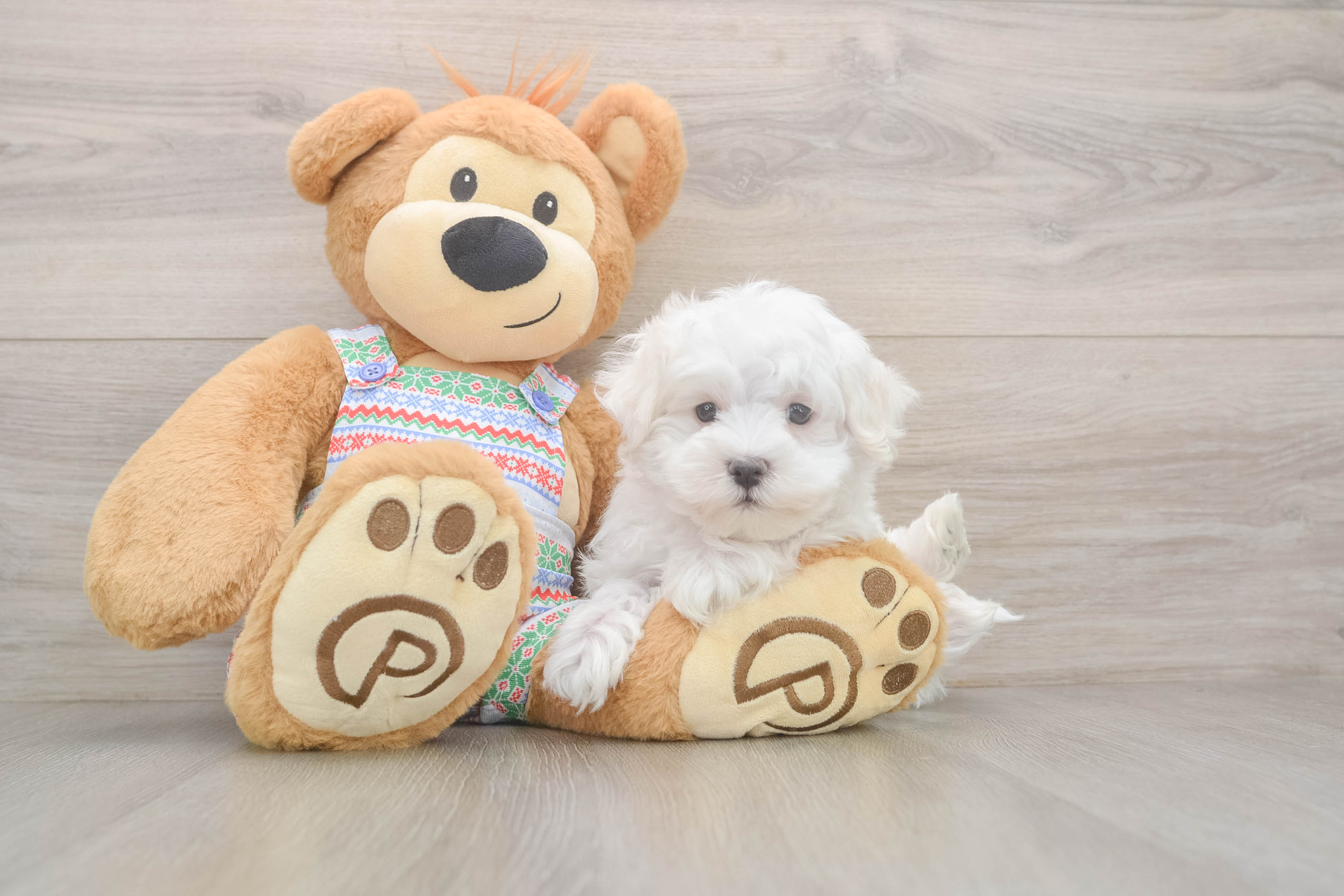 Akc Registered Maltese Purebred Pup