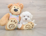 7 week old Maltese Puppy For Sale - Puppy Love PR