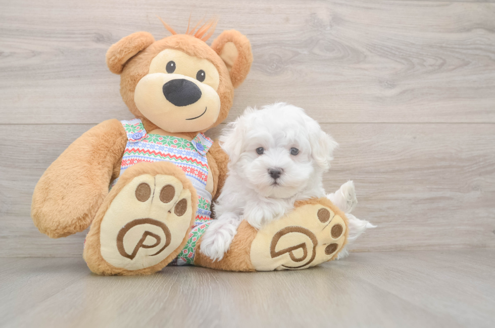 7 week old Maltese Puppy For Sale - Puppy Love PR