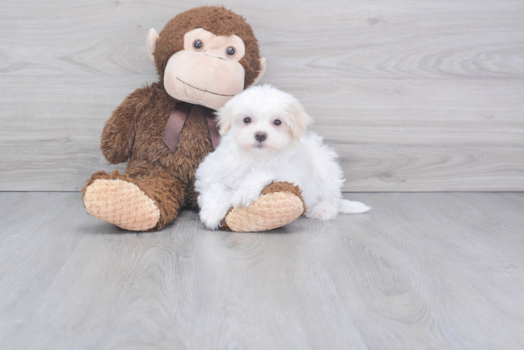 Meet Hunter - our Maltese Puppy Photo 1/2 - Puppy Love PR Best Maltese Baby