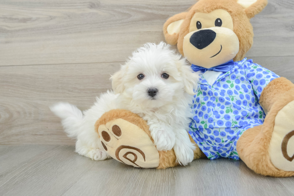 Friendly Maltese Baby