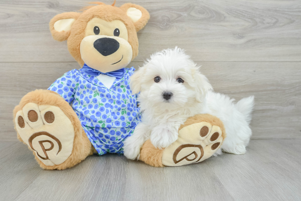 Small Maltese Purebred Pup