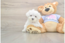 Maltese Pup Being Cute