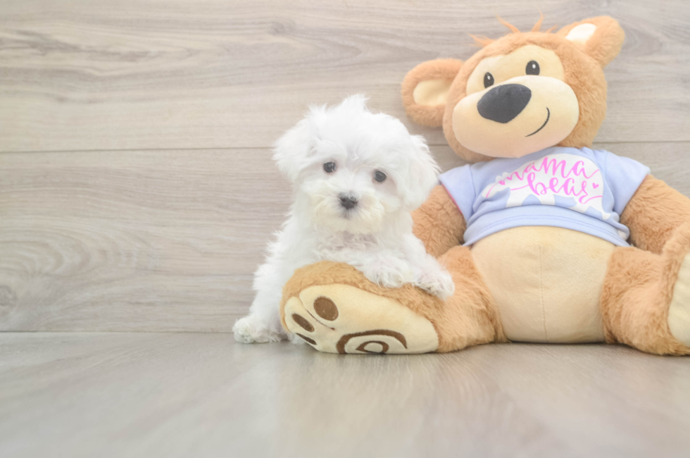 8 week old Maltese Puppy For Sale - Puppy Love PR