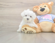 9 week old Maltese Puppy For Sale - Puppy Love PR 9 week old Maltese Puppy For Sale - Puppy Love PR