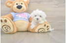 Maltese Puppy for Adoption