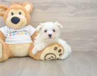 7 week old Maltese Puppy For Sale - Puppy Love PR